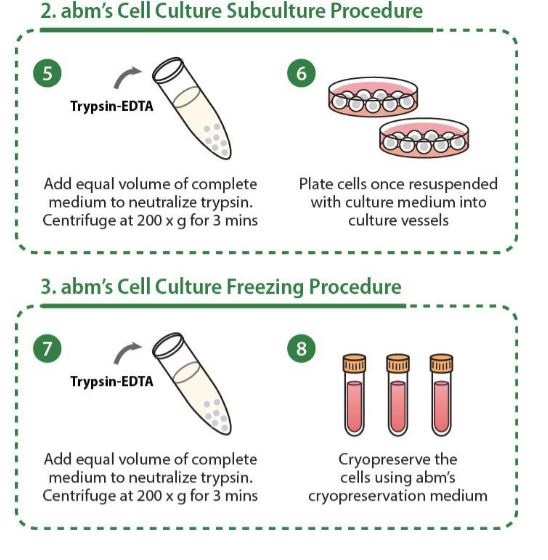 abm cell culture