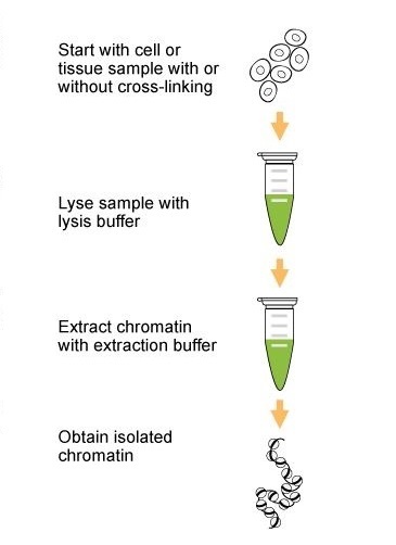 epigentek chromoplasts chromatin